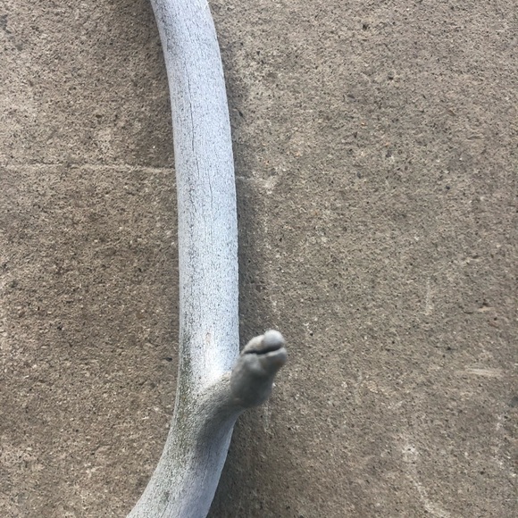 HOLD Vintage | Boho Deer Antler Rack Decor - Picture 10 of 16